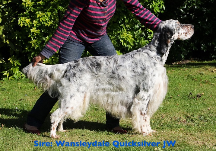 quicksilver english setters